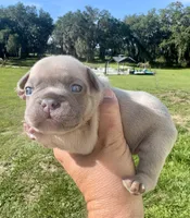 Sable, a female French Bulldog for sale in Lake City, FL – 4 of 5