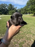 Tank, a male French Bulldog for sale in Lake City, FL – 6 of 8