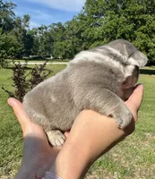 Titus, a male French Bulldog for sale in Lake City, FL – 3 of 8