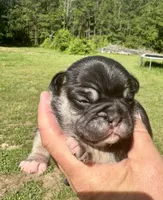 Winston, a male French Bulldog for sale in Lake City, FL – 2 of 9