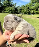 Titus, a male French Bulldog for sale in Lake City, FL – 5 of 8