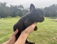 Violet, a female French Bulldog for sale in Lake City, FL – 5 of 7