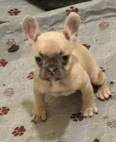 Bella , a female French Bulldog for sale in Lake City, FL – 2 of 2
