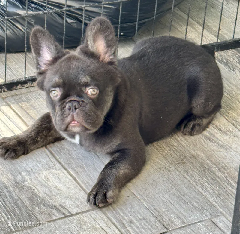 Tank – French Bulldog puppy for sale in Lake City, FL