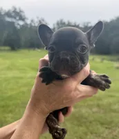 Violet, a female French Bulldog for sale in Lake City, FL – 2 of 7