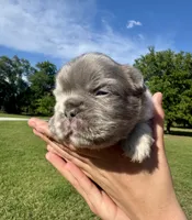 Titus, a male French Bulldog for sale in Lake City, FL – 6 of 8