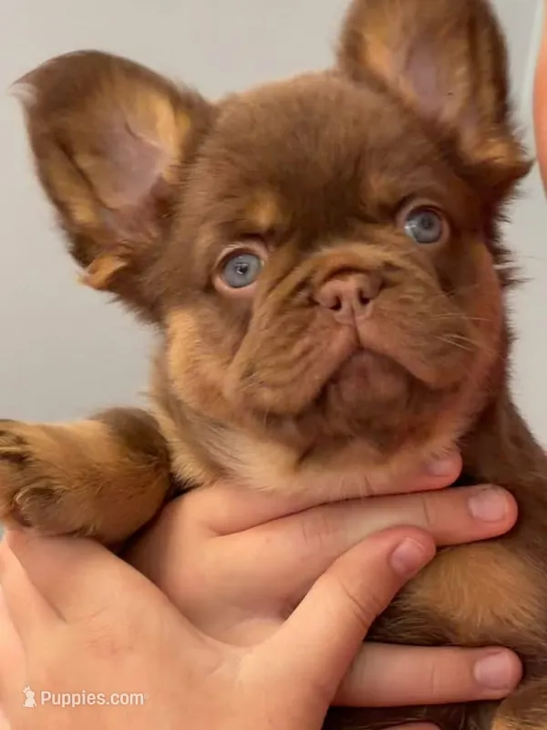 Weston – French Bulldog puppy for sale in Lake City, FL