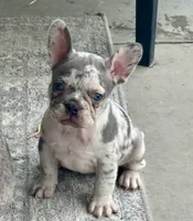 Effie Mae , a female French Bulldog for sale in Lake City, FL – 2 of 7