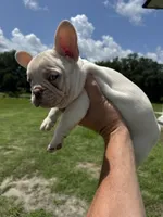 Sampson, a male French Bulldog for sale in Lake City, FL – 2 of 6