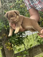 Chewy, a male French Bulldog for sale in Lake City, FL – 4 of 7