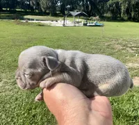 Sawyer, a male French Bulldog for sale in Lake City, FL – 2 of 6
