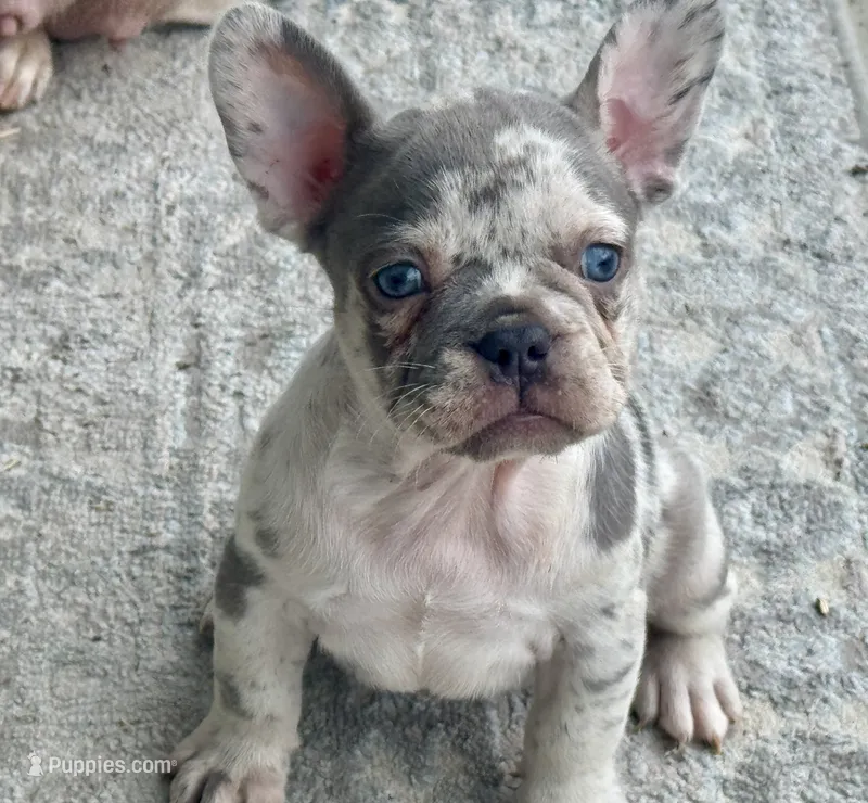 Effie Mae  – French Bulldog puppy for sale in Lake City, FL