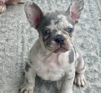 Effie Mae , a female French Bulldog for sale in Lake City, FL – 1 of 7