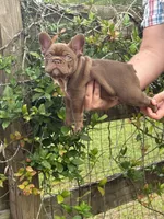 Hyatt, a male French Bulldog for sale in Lake City, FL – 6 of 10