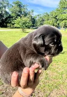 Hope, a female French Bulldog for sale in Lake City, FL – 5 of 8