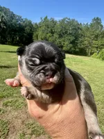 Winston, a male French Bulldog for sale in Lake City, FL – 6 of 9