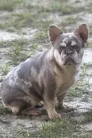 Tank, a male French Bulldog for sale in Lake City, FL – 5 of 6