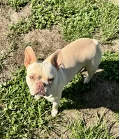Winston, a male French Bulldog for sale in Lake City, FL – 8 of 9