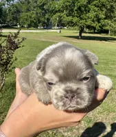 Titus, a male French Bulldog for sale in Lake City, FL – 1 of 8