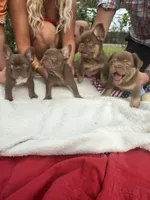 Hyatt, a male French Bulldog for sale in Lake City, FL – 7 of 10