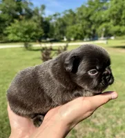 Tank, a male French Bulldog for sale in Lake City, FL – 2 of 8