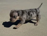 Violet, a female American Bully for sale in Lake City, FL – Photo 4 of 6