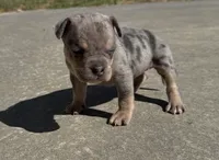 Violet, a female American Bully for sale in Lake City, FL – Photo 1 of 6