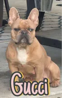 Violet, a female American Bully for sale in Lake City, FL – Photo 6 of 6