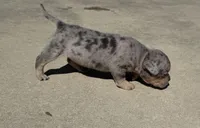 Violet, a female American Bully for sale in Lake City, FL – Photo 3 of 6