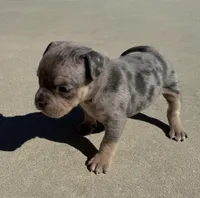 Violet, a female American Bully for sale in Lake City, FL – Photo 2 of 6