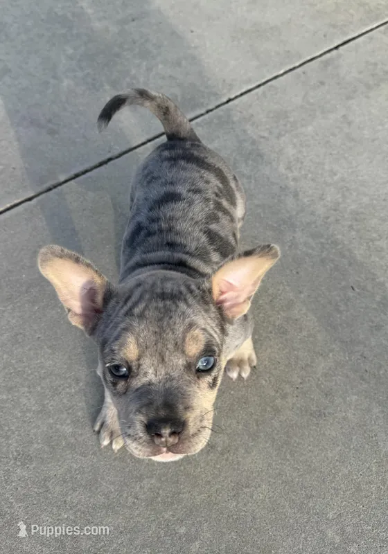 Violet – American Bully puppy for sale in Lake City, FL
