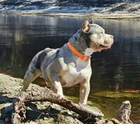 Trinity, a  American Bully for sale in Lake City, FL – Photo 5 of 5