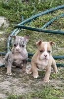 Trinity, a  American Bully for sale in Lake City, FL – Photo 2 of 5
