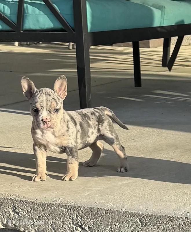 Trinity – American Bully puppy on hold in Lake City, FL