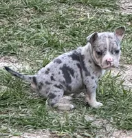 Trinity, a  American Bully for sale in Lake City, FL – Photo 3 of 5