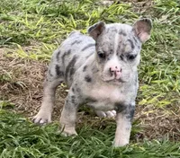 Trinity, a  American Bully for sale in Lake City, FL – Photo 1 of 5