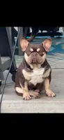 Hilton, a female French Bulldog for sale in Lake City, FL – 8 of 8