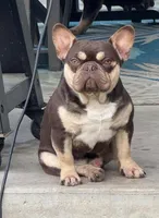 Winston, a male French Bulldog for sale in Lake City, FL – 9 of 9