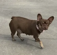 Hyatt, a male French Bulldog for sale in Lake City, FL – 4 of 5