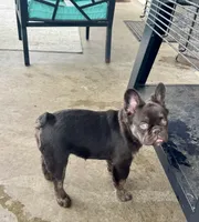 Tank, a male French Bulldog for sale in Lake City, FL – 3 of 6