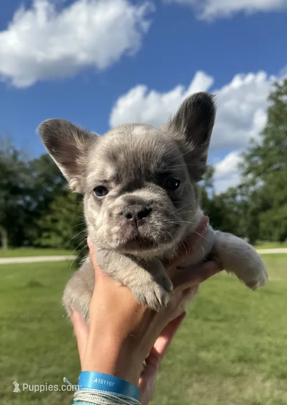 Titus – French Bulldog puppy for sale in Lake City, FL