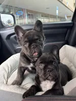 Tank, a male French Bulldog for sale in Lake City, FL – 4 of 6