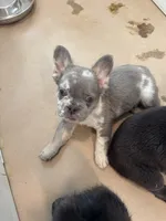 Titus, a male French Bulldog for sale in Lake City, FL – 4 of 6