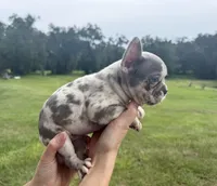 Effie Mae , a female French Bulldog for sale in Lake City, FL – 3 of 7