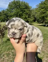Harley, a female French Bulldog for sale in Lake City, FL – 3 of 6