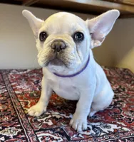 Star, a male French Bulldog for sale in Lake City, FL – Photo 1 of 6