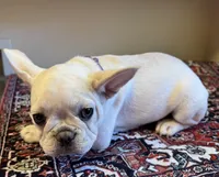 Star, a male French Bulldog for sale in Lake City, FL – Photo 5 of 6