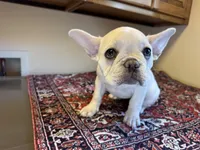 Star, a male French Bulldog for sale in Lake City, FL – Photo 6 of 6