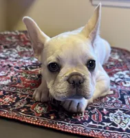 Star, a male French Bulldog for sale in Lake City, FL – Photo 2 of 6