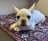 Star, a male French Bulldog for sale in Lake City, FL – Photo 3 of 6